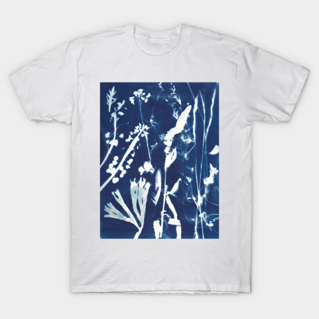 Wildflowers cyanotype sunprint
